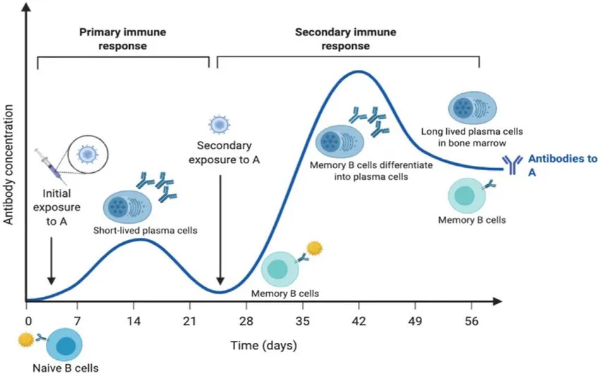 Primary vs Secondary immune response